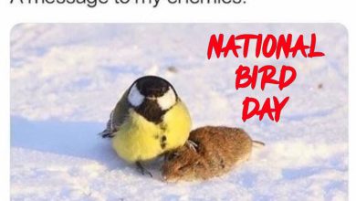 National Bird Day Meme 2025