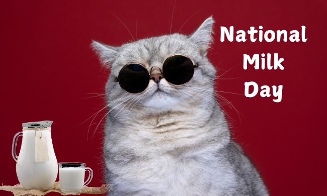 National Milk Day Memes Funny Images